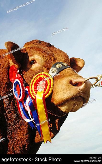 Domestic Cattle, Limousin bull, close-up of head, show champion with rosettes, England, United Kingdom, Europe