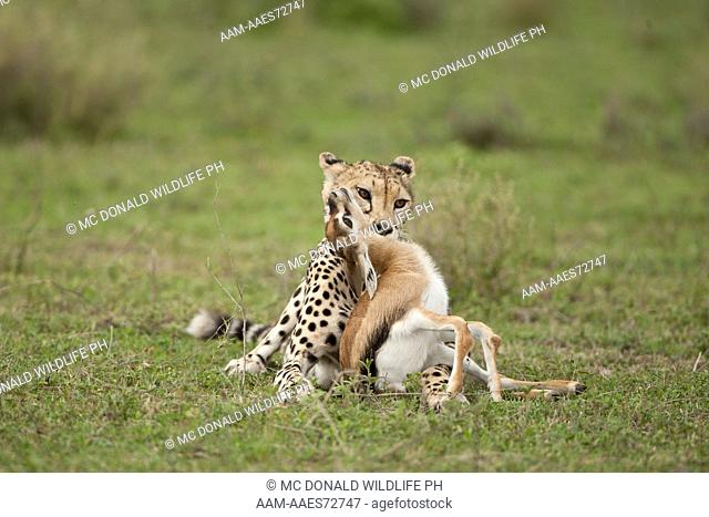 Cheetah (Acinonyx jubatus) Ngorongoro Conservation Area south of Serengeti National Park, Tanzania