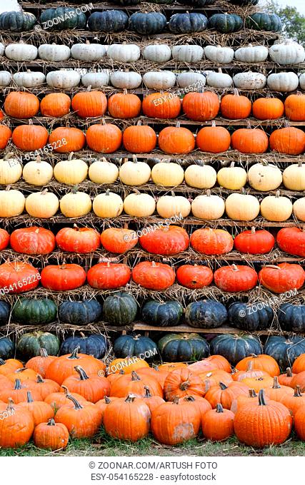 Autumn harvested pumpkins arranged for fun like pyramid with color variations. Halloween holiday concept background