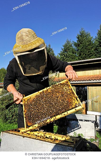 beekeeper, La Miellerie, Beurrieres, Livradois-Forez Regional Nature Park, Puy-de Dome department, Auvergne region, France, Europe