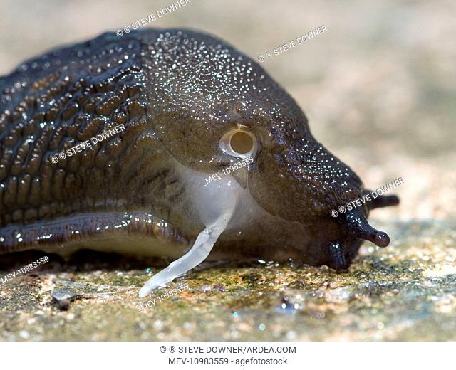Black Slug with extended penis UK (Arion ater)