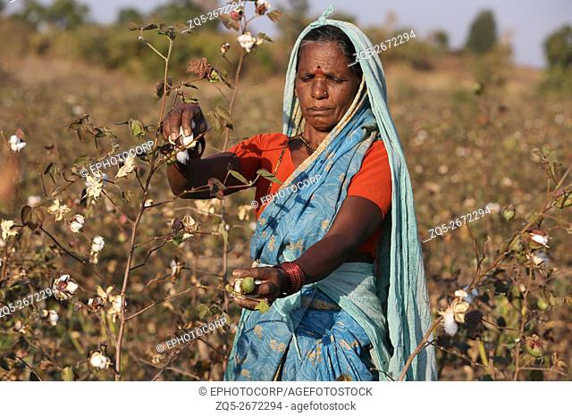 PRADHAN TRIBE - Tribal women picking cotton. Pradhan boti Village, Kalam Taluka, in Maharashtra in India