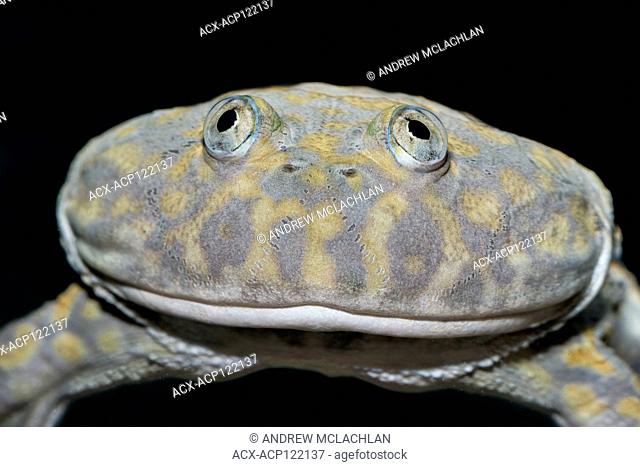 Paraguay Horned Frog ( Lepidobatrachus laevis) - captive. Also known as Budgett's Frog they are endemic to Paraguay, Bolivia, and Argentina