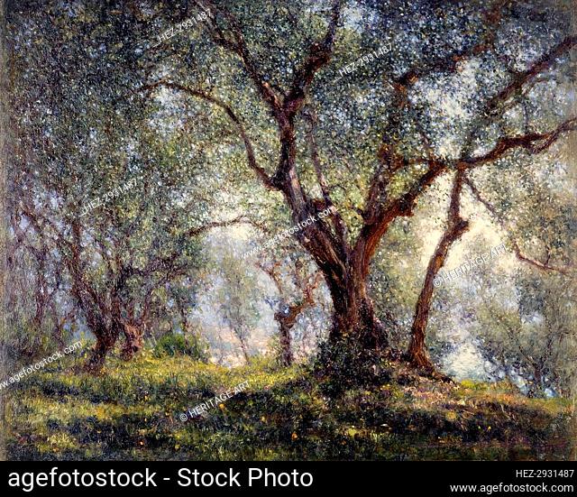 Olive trees in Menton, 18–07–1918. Creator: Henry Brokman