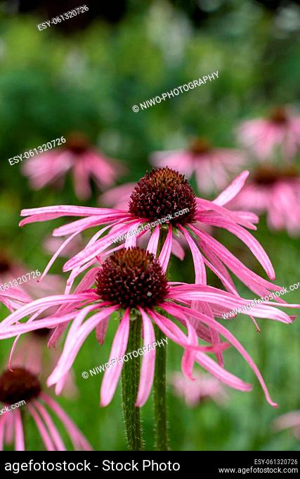 Purple coneflower (Echinacea purpurea), also called red pseudoconeflower, is a plant species from the genus of coneflowers (Echinacea) in the daisy family...