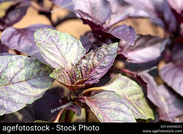 Bush with Basil leaves in the garden closeup in natural environment