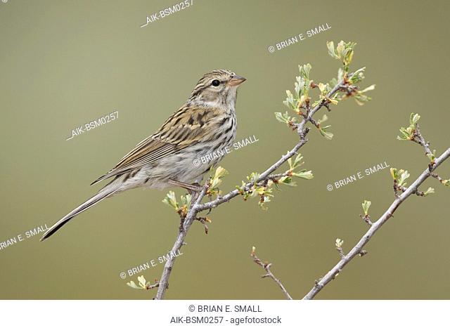 Juvenile Chipping Sparrow (Spizella passerina) perched in a small bush in Lake County, Oregon, USA, during late summer