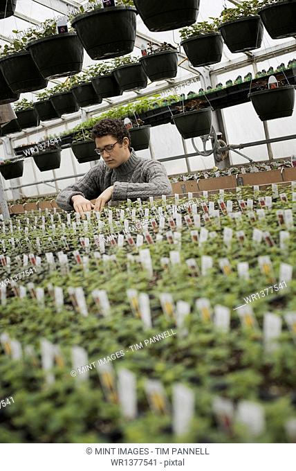 Spring growth in an organic plant nursery glasshouse. A man checking rows of seedlings and young plants