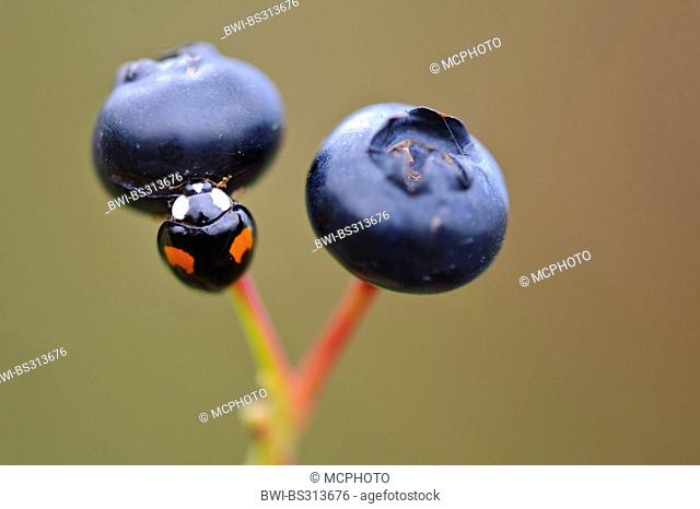 multicoloured Asian beetle (Harmonia axyridis), scuttling on blueberries, Germany, Lower Saxony