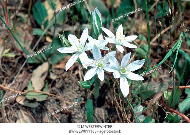 sleepydick, star of bethlehem Ornithogalum umbellatum, blooming