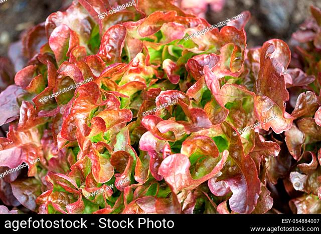 Field of Red and Green Frisee lettuce growing in rows
