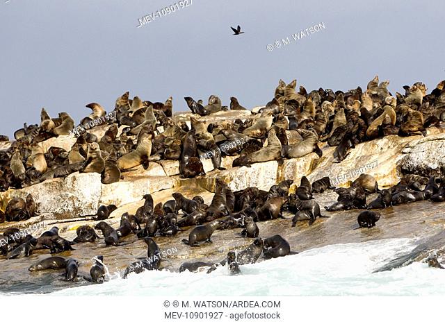 Cape Fur / Brown Fur / South African Fur Seal (Arctocephalus pusillus). Seal Island, Gansbaii, South Africa