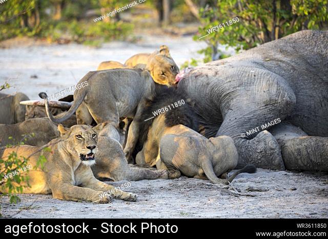 Adult lions feasting on a dead elephant carcass in a game reserve