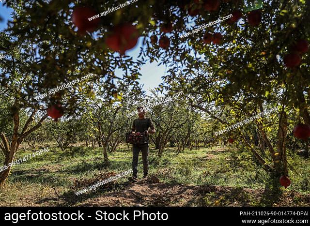24 October 2021, Syria, Al-Alani: A Syrian worker harvests pomegranate at a field in the Al-Alani village on the Syrian-Turkish border near Idlib