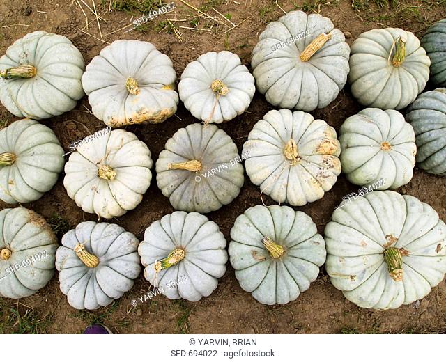 White Pumpkins in Rows, Outdoors, From Above