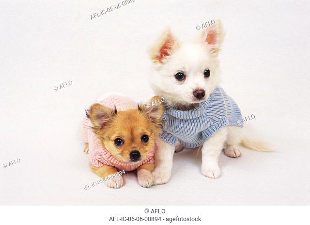 Red Chihuahua in pink sweater and white Chihuahua in blue sweater in white back ground