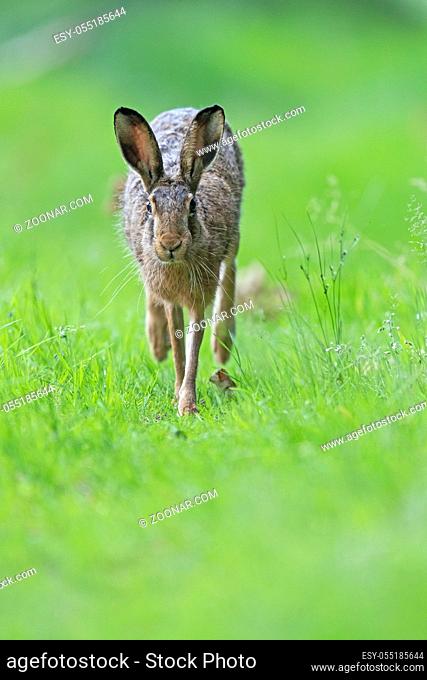 Feldhase hoppelt auf einem Waldweg / European Hare on a forest path / Lepus europaeus