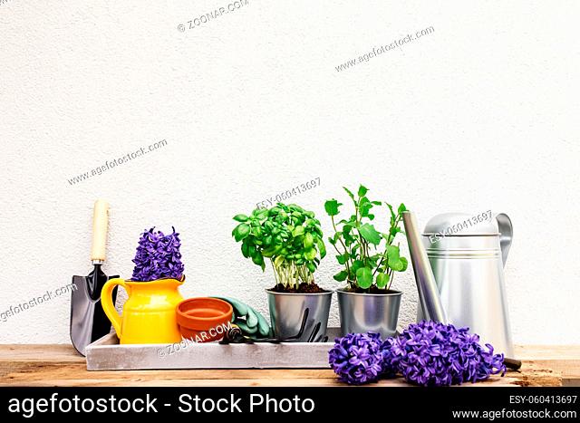 Gardening hobby concept, Hyacinth flowers, green mint, basil herbs in metal pot, small garden pitchfork or rake and shovel, gloves, yellow ceramic pot