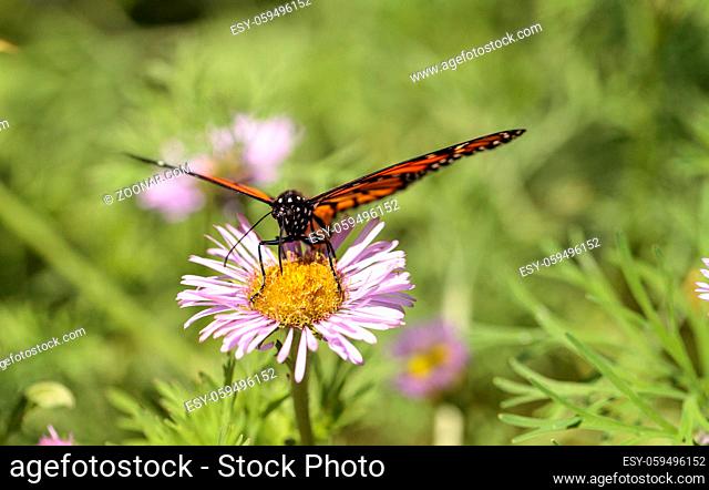 Monarch butterfly, Danaus plexippus, in a butterfly garden on a flower in spring in Southern California, USA