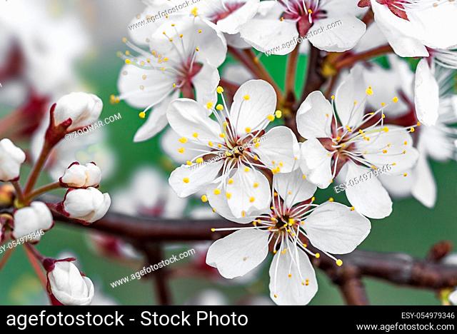 Cherry tree branch with blossoming flowers - close up