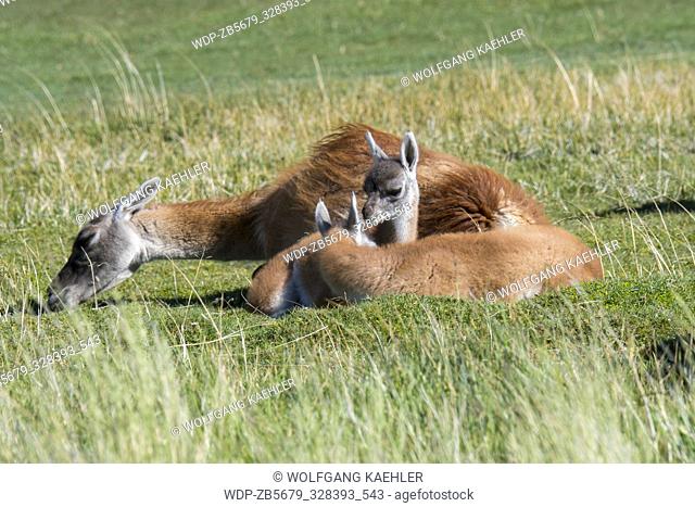 A mother guanaco (Lama guanicoe) with a baby (chulengo) in Torres del Paine National Park in southern Chile