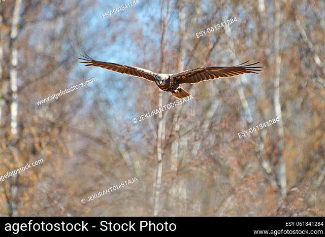 A female western marsh harrier flying in the birch tree forest on spring morning in Western Finland