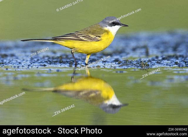 Yellow Wagtail (Motacilla flava cinereocapilla), side view of an adult male standing in a swap, Campania, Italy