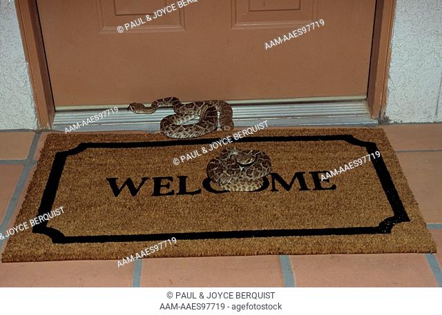 Baby Western Diamondback Rattlesnakes on Doormat (Crotalus atrox) Arizona