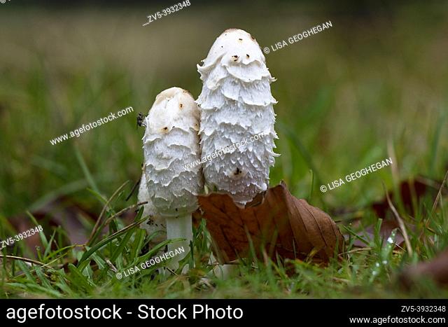 Shaggy Inkcap or the Lawyer's Wig-Coprinus comatus