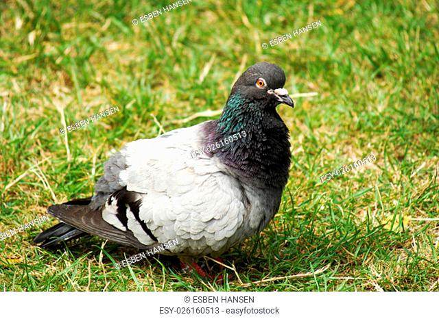 Commen Rock Pigeon sitting in the park&#39;s grass and coo