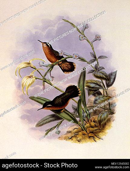 Buff-Breasted Hummingbird, Adelomyia Cervina