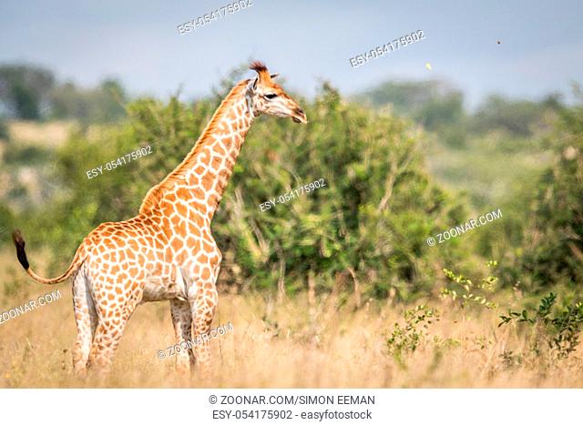 Giraffe standing in the high grass in the Kruger National Park, South Africa