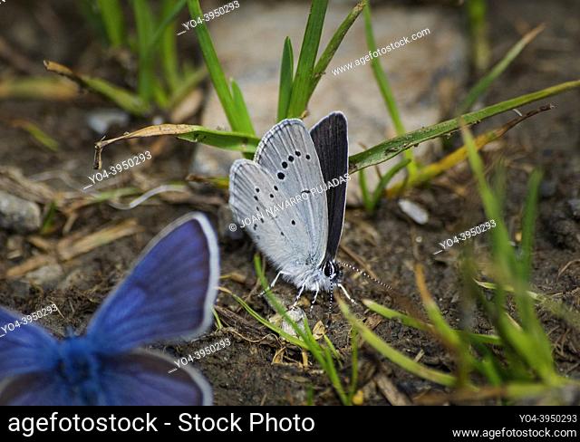 Cupido minimus, Lycaenidae, Polyommatinae, Cupido menut, duende menor, little blue