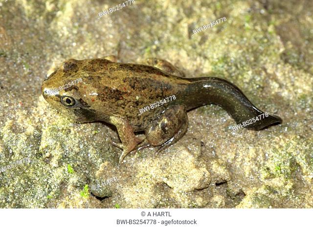 common spadefoot, garlic toad Pelobates fuscus, juvenile with remains of the tail, Germany