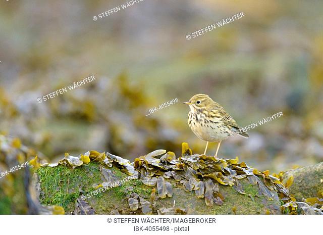 Meadow Pipit (Anthus pratensis) perched on a rock covered with seaweed, on the beach, Heligoland, Schleswig-Holstein, Germany