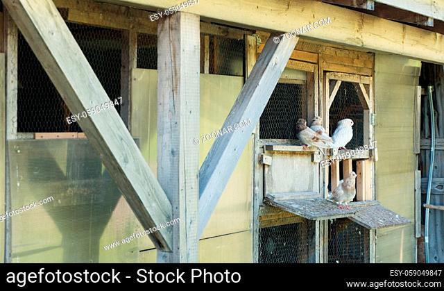Horizontal view of different species of homing pigeons in and around their dovecote