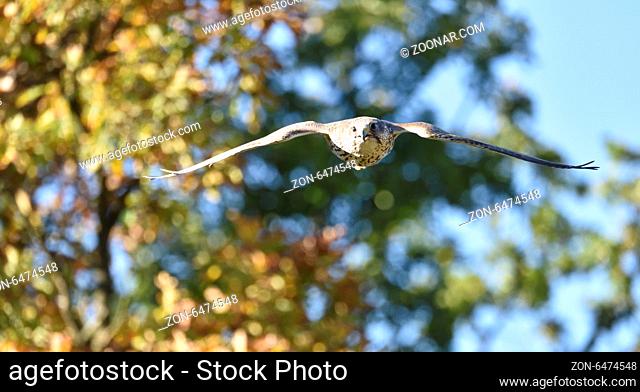 Saker Falcon (falco cherrug)