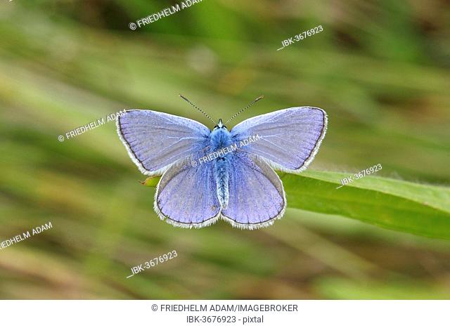Common Blue (Polyommatus icarus) perched on a blade of grass, Altenseelbach, Neunkirchen, North Rhine-Westphalia, Germany