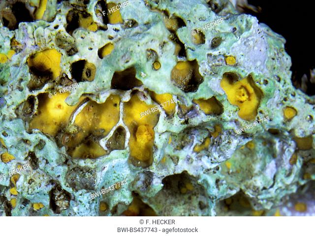 Yellow boring sponge, Sulfur sponge (Cliona celata)