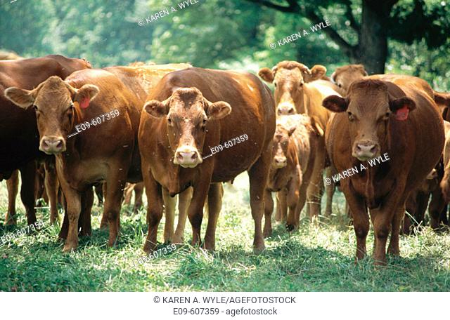 Limosin cattle close together, most staring toward camera, in grassy wooded field