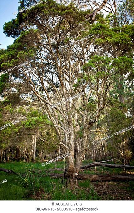 Narrow-leaved tea-trees, Melaleuca alternifolia, planted for medicinal properties. Casino, New South Wales, Australia. (Photo by: Auscape/UIG)
