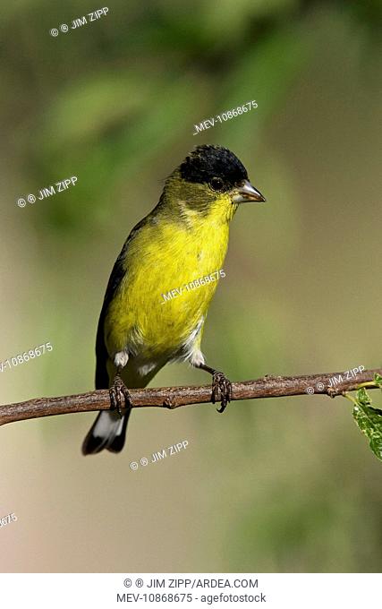 Lesser Goldfinch - male in molt in southeast Arizona (Carduelis psaltria). in July. USA