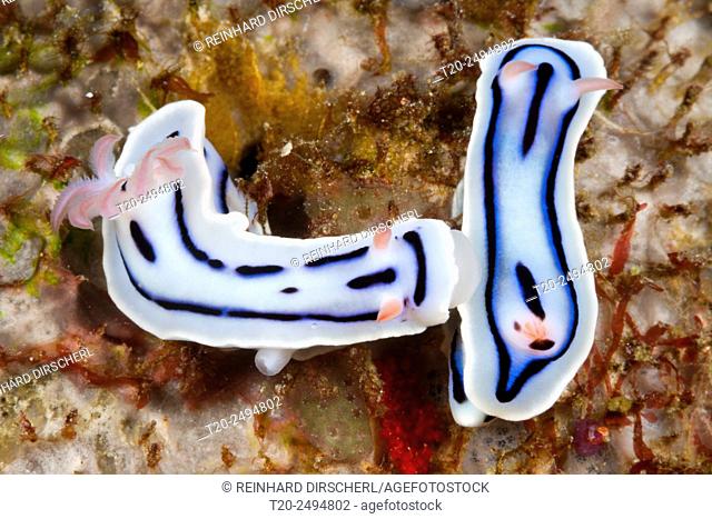 White Dorid Nudibranch, Chromodoris lochi, Florida Islands, Solomon Islands