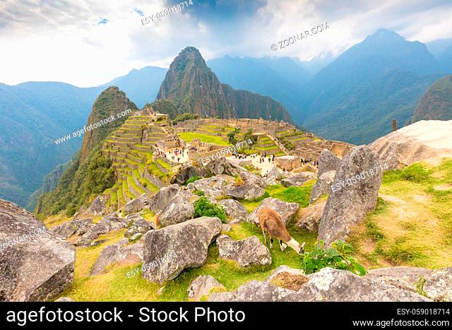 Machu Picchu Peru September 12 2018 in the afternoon a llama grazes in the upper part of the lost city in Machu Picchu Sanctuary