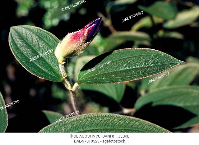 Bud, Princessflower (Tibouchina urvilleana), Melastomataceae