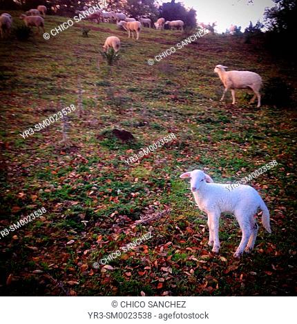 A lamb in Prado del Rey, Sierra de Grazalema, Andalusia, Spain