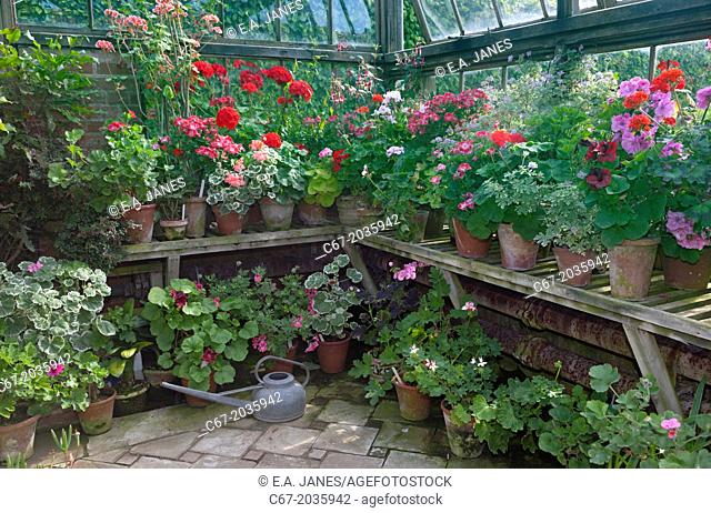 The Greenhouse with geraniums Old Vicarage Garden East Ruston Norfolk