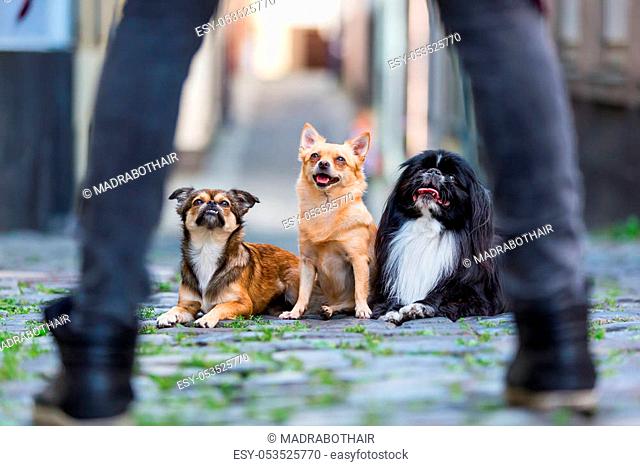three cute small dogs on a cobblestone road seen between the legs of a woman