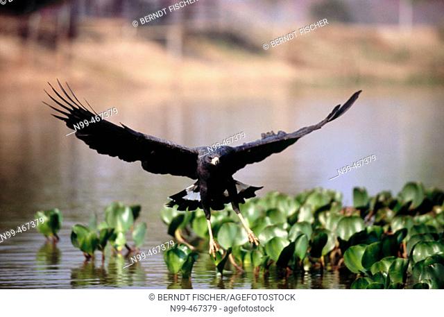 Great black hawk (Buteogallus urubitinga) fishing in Pixaim river. Pantanal near Pocone. Brazil