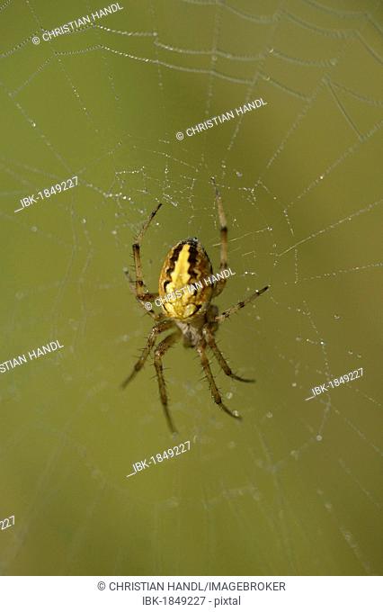 Oak Spider (Aculepeira Ceropegia syn. Araneus Ceropegia) in its spiderweb with morning dew, mountain road near Kosanica, Montenegro, Europe